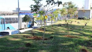 Plantio de árvores nativas em terminais urbanos chega a 700 mudas distribuídas