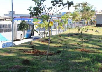 Mudas da flora brasileira plantadas em terminais com participação de reeducandos