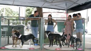 Campet promove feira com cinco cães para adoção no Centro de Convivência