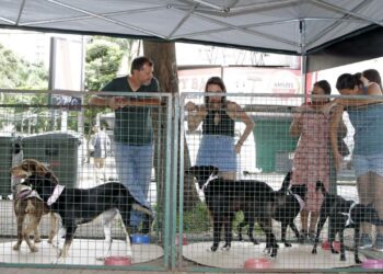 cães resgatados prontos para adoção aguardando um novo lar