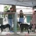 cães resgatados prontos para adoção aguardando um novo lar