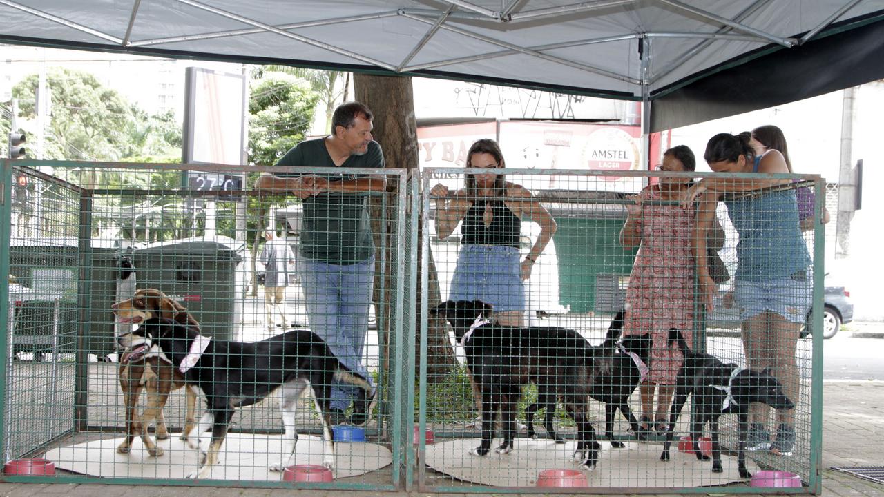 cães resgatados prontos para adoção aguardando um novo lar