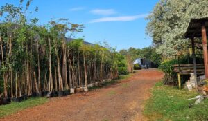 Hortolândia recebe pela 4ª vez título internacional de Cidade Árvore