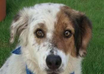 Cãozinho resgatado com saúde recuperada e novo lar após adoção