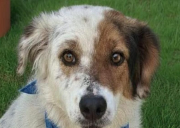 Cãozinho resgatado com saúde recuperada e novo lar após adoção