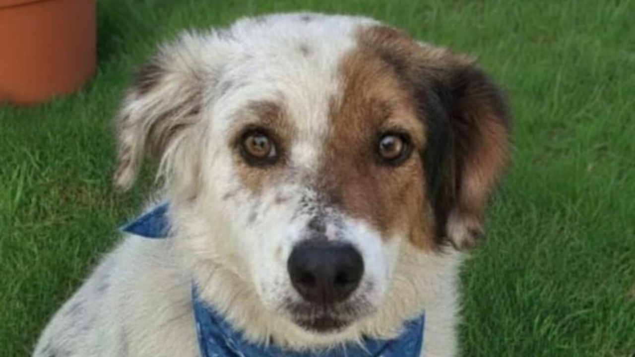 Cãozinho resgatado com saúde recuperada e novo lar após adoção