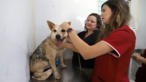Consultório Veterinário Móvel atende Campo Belo a partir de 1º de setembro