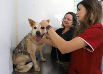 Consultório Veterinário Móvel presta atendimento gratuito para cães e gatos em Campinas