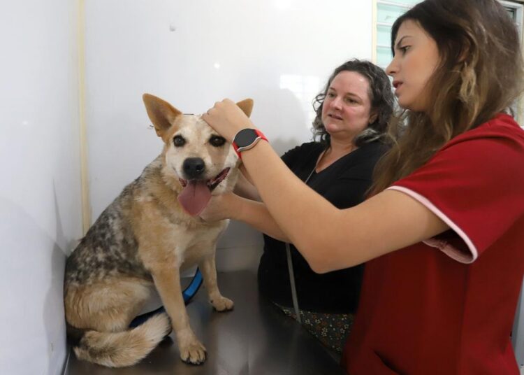 Consultório Veterinário Móvel presta atendimento gratuito para cães e gatos em Campinas