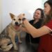 Consultório Veterinário Móvel presta atendimento gratuito para cães e gatos em Campinas