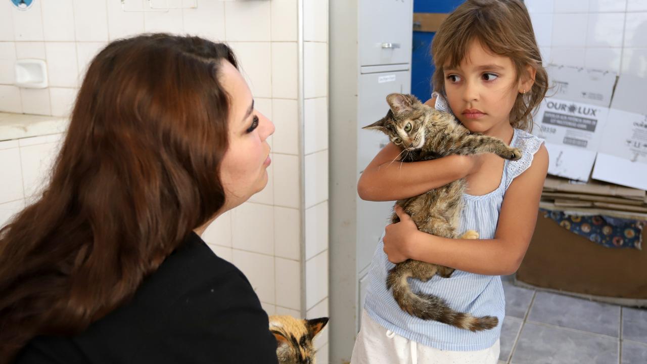 Esta edição terá 14 animais para adoção, oito cachorros e seis gatos; iniciativa visa estimular a adoção responsável de animais