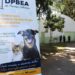 Evento é oportunidade para encontrar um amigo de quatro patas e, ainda, conhecer um pouco do trabalho desenvolvido pelo DPBEA