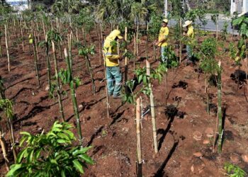 Microflorestas, bebedouros, estações meteorológicas e protocolo integrado contra incêndios em Campinas