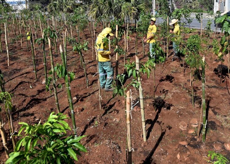 Microflorestas, bebedouros, estações meteorológicas e protocolo integrado contra incêndios em Campinas