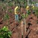 Microflorestas, bebedouros, estações meteorológicas e protocolo integrado contra incêndios em Campinas