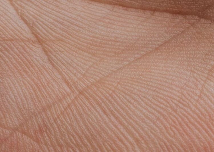 Imagem do conceito de biometria palmar