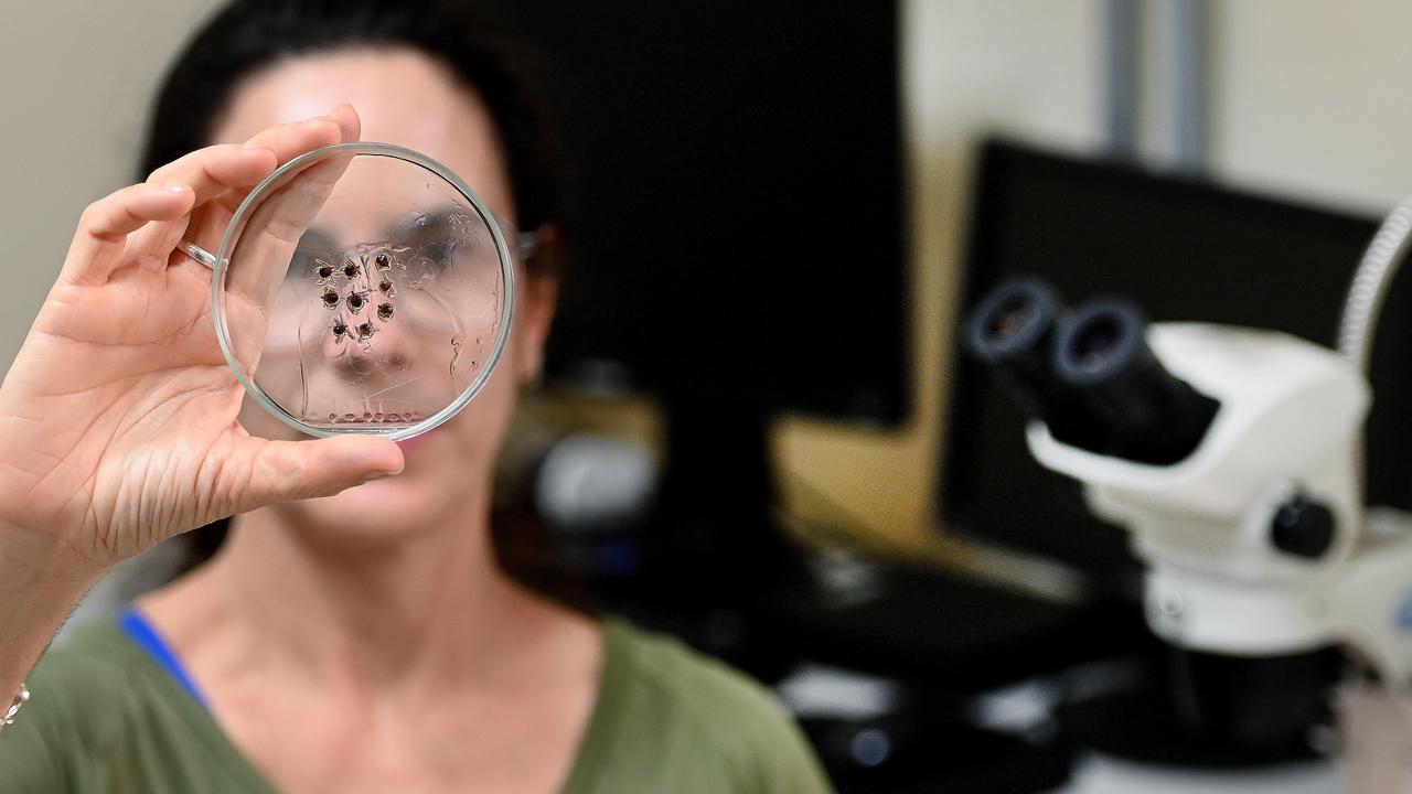 doença grave transmitida pela picada do carrapato-estrela infectado