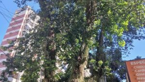 Manejo de árvores reforça segurança de pedestres e imóveis no Cambuí
