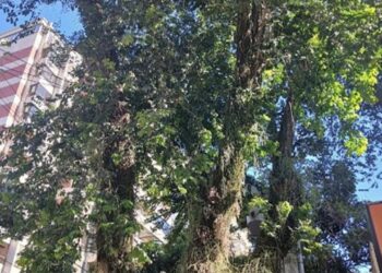 Árvores que passarão por poda e extração no Cambuí passaram por análise após solicitação de moradores via 156