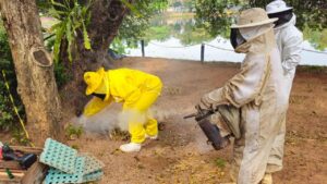Parque Dorothy fecha nesta quinta para remoção de abelhas