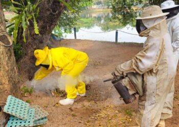 Parque Dorothy será fechado nesta quinta-feira (27/08) para remoção de abelhas