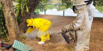 Parque Dorothy será fechado nesta quinta-feira (27/08) para remoção de abelhas