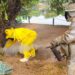 Parque Dorothy será fechado nesta quinta-feira (27/08) para remoção de abelhas