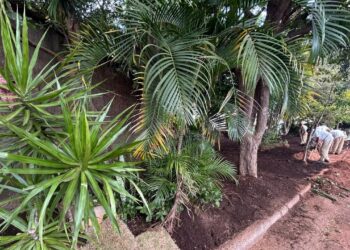 Equipes trabalham no plantio de grama para revitalizar espaço no bairro São Quirino