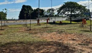 Alunos plantam 45 árvores em avenida de Hortolândia durante ação de preservação ambiental