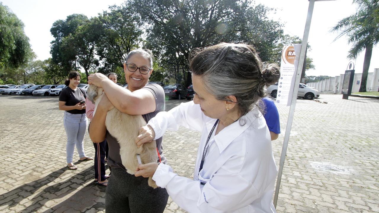 Vacinação antirrábica contra raiva em cães e gatos próximo ao Cemitério da Saudade em Campinas