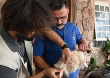 Animais que não saem de casa também precisam ser imunizados contra raiva