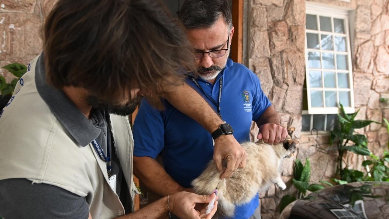 Animais que não saem de casa também precisam ser imunizados contra raiva