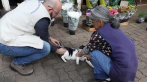 Saúde de Campinas vacina gatos após caso de raiva em felina no Cemitério da Saudade