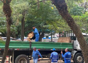 Funcionários varrendo e recolhendo folhas na praça Carlos Gomes