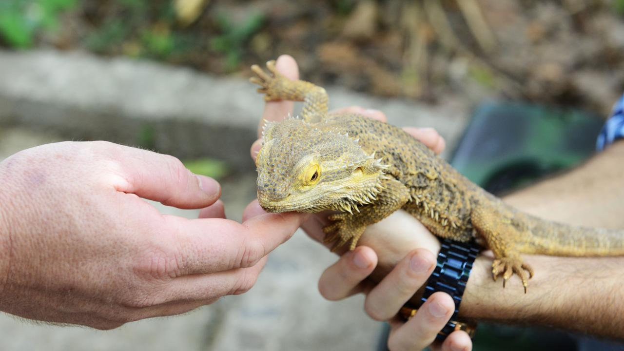 Público poderá interagir com animais do parque e museus terão entrada gratuita