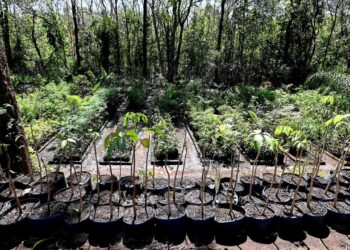 Viveiro Municipal oferece mudas de plantas de árvores nativas e microflorestas urbanas com milhares de mudas plantadas