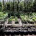 Viveiro Municipal oferece mudas de plantas de árvores nativas e microflorestas urbanas com milhares de mudas plantadas