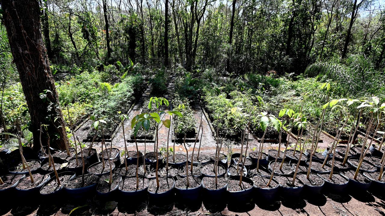 Viveiro Municipal oferece mudas de plantas de árvores nativas e microflorestas urbanas com milhares de mudas plantadas
