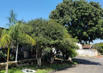Antes de plantar árvore frutífera em Hortolândia, confira as recomendações da Prefeitura