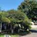 Antes de plantar árvore frutífera em Hortolândia, confira as recomendações da Prefeitura