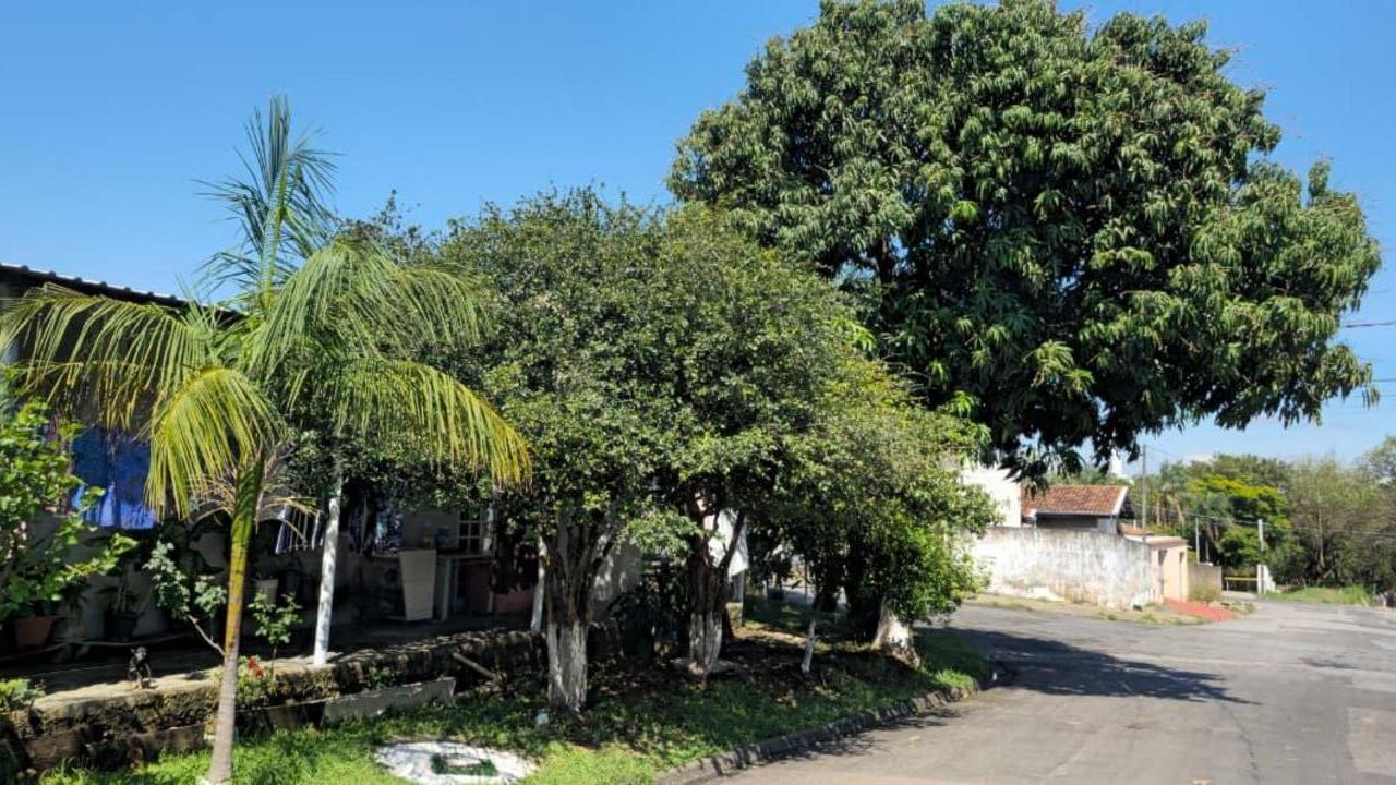 Antes de plantar árvore frutífera em Hortolândia, confira as recomendações da Prefeitura