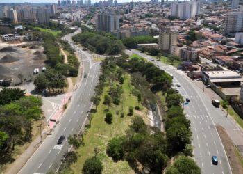 Árvores serão plantadas ao longo da Marginal do Piçarrão
