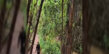Guarda Municipal de Hortolândia encontra câmera escondida durante patrulhamento