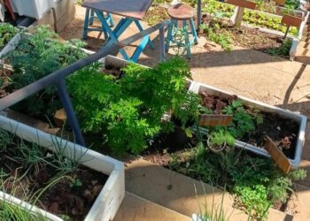 Escada desativada no Centro de Saúde Santa Odila transformada em horta com canteiros e plantas medicinais