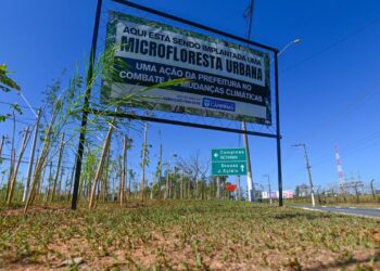 Espécies nativas da Mata Atlântica cultivadas no Viveiro Municipal para conforto térmico