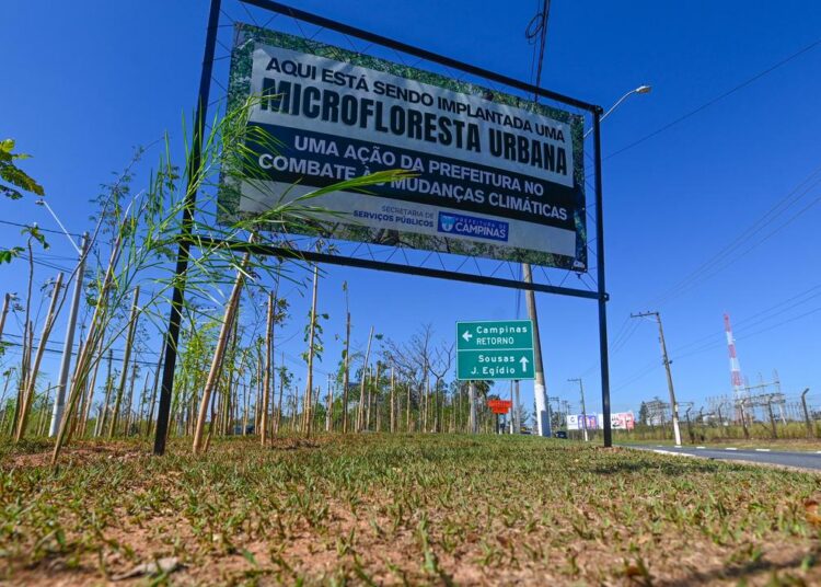 Espécies nativas da Mata Atlântica cultivadas no Viveiro Municipal para conforto térmico