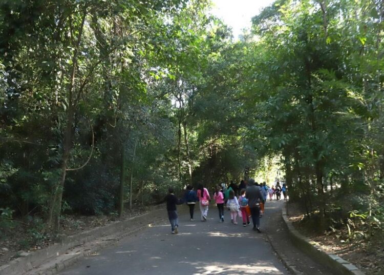 Bosque dos Jequitibás com áreas verdes abertas após redução das chuvas