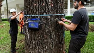Campinas avalia saúde de árvores com tomógrafo sônico e ultrassom