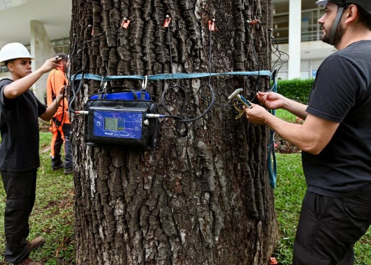 Árvores passam por exames para verificar saúde interna com equipamentos