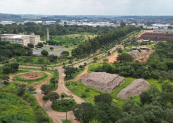 oito árvores da avenida Prestes Maia sendo transplantadas para a Usina Verde de Compostagem